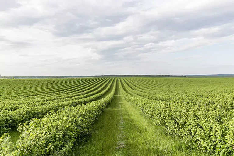 High angle farmland